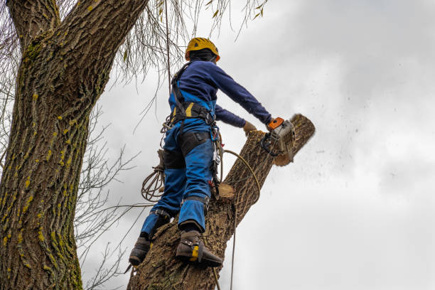 Best Firewood Processing and Delivery  in Laurel Hill, NC